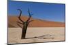 Dry Trees in Namib Desert-DR_Flash-Mounted Photographic Print