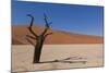 Dry Trees in Namib Desert-DR_Flash-Mounted Photographic Print