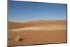 Dry Trees in Namib Desert-DR_Flash-Mounted Photographic Print