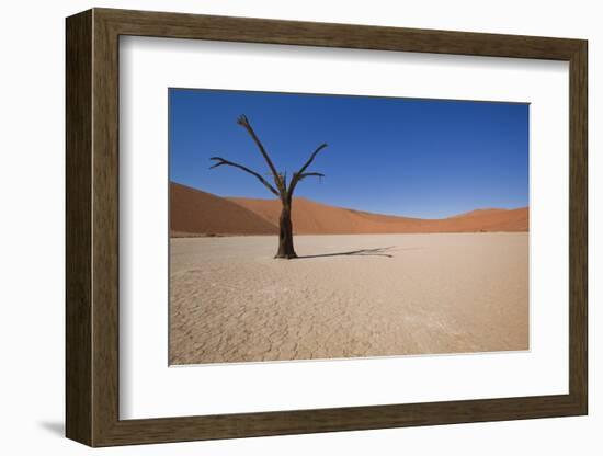 Dry Trees in Namib Desert-DR_Flash-Framed Photographic Print