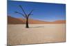 Dry Trees in Namib Desert-DR_Flash-Mounted Photographic Print