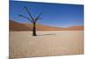 Dry Trees in Namib Desert-DR_Flash-Mounted Photographic Print