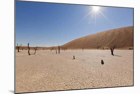 Dry Trees in Namib Desert-DR_Flash-Mounted Photographic Print