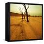 Dry Trees in Namib Desert-Galyna Andrushko-Framed Stretched Canvas