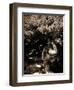 Dryad II-Lydia Marano-Framed Photographic Print