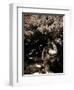 Dryad II-Lydia Marano-Framed Photographic Print