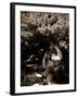 Dryad II-Lydia Marano-Framed Photographic Print