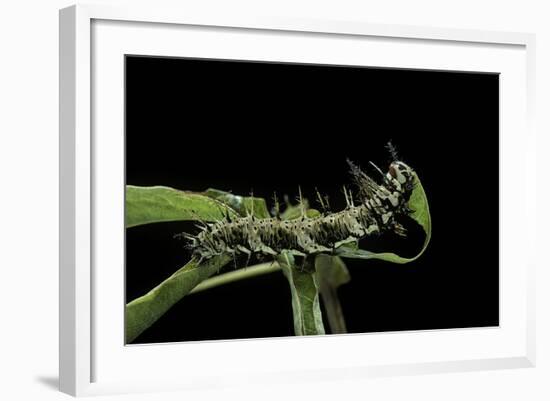Dryas Julia (Julia Butterfly, the Flame) - Caterpillar Feeding on Passion Flower Leaf-Paul Starosta-Framed Photographic Print