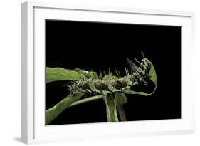 Dryas Julia (Julia Butterfly, the Flame) - Caterpillar Feeding on Passion Flower Leaf-Paul Starosta-Framed Photographic Print