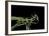 Dryas Julia (Julia Butterfly, the Flame) - Caterpillar Feeding on Passion Flower Leaf-Paul Starosta-Framed Photographic Print