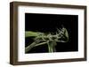 Dryas Julia (Julia Butterfly, the Flame) - Caterpillar Feeding on Passion Flower Leaf-Paul Starosta-Framed Photographic Print