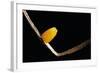 Dryas Julia (Julia Butterfly, the Flame) - Egg-Paul Starosta-Framed Photographic Print