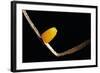 Dryas Julia (Julia Butterfly, the Flame) - Egg-Paul Starosta-Framed Photographic Print