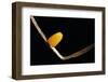 Dryas Julia (Julia Butterfly, the Flame) - Egg-Paul Starosta-Framed Photographic Print