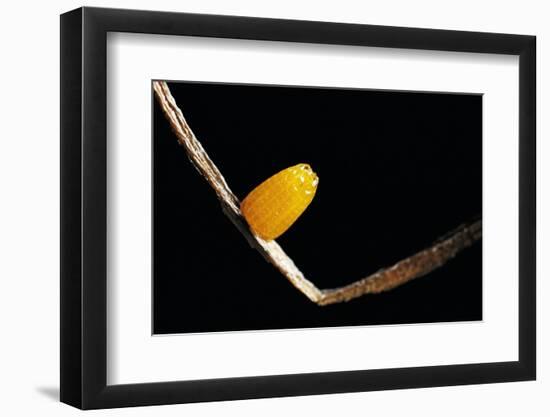 Dryas Julia (Julia Butterfly, the Flame) - Egg-Paul Starosta-Framed Photographic Print