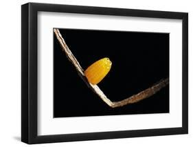 Dryas Julia (Julia Butterfly, the Flame) - Egg-Paul Starosta-Framed Photographic Print