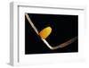 Dryas Julia (Julia Butterfly, the Flame) - Egg-Paul Starosta-Framed Photographic Print