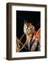 Dryas Julia (Julia Butterfly, the Flame) - Portrait-Paul Starosta-Framed Photographic Print