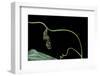 Dryas Julia (Julia Butterfly, the Flame) - Pupa-Paul Starosta-Framed Photographic Print