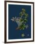 Dryas Octopetala; Mountain Avens-null-Framed Giclee Print