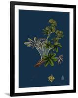 Dryas Octopetala; Mountain Avens-null-Framed Giclee Print