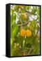 Drying Apricots at Alchi Village-Guido Cozzi-Framed Stretched Canvas