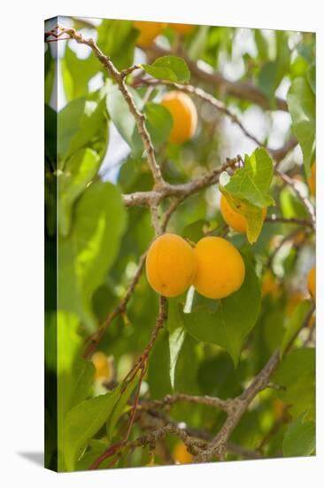 Drying Apricots at Alchi Village-Guido Cozzi-Stretched Canvas