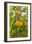 Drying Apricots at Alchi Village-Guido Cozzi-Framed Photographic Print