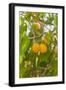 Drying Apricots at Alchi Village-Guido Cozzi-Framed Photographic Print