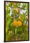 Drying Apricots at Alchi Village-Guido Cozzi-Framed Photographic Print