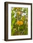 Drying Apricots at Alchi Village-Guido Cozzi-Framed Photographic Print