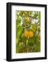 Drying Apricots at Alchi Village-Guido Cozzi-Framed Photographic Print