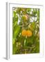 Drying Apricots at Alchi Village-Guido Cozzi-Framed Photographic Print