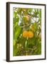 Drying Apricots at Alchi Village-Guido Cozzi-Framed Photographic Print