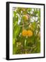 Drying Apricots at Alchi Village-Guido Cozzi-Framed Photographic Print