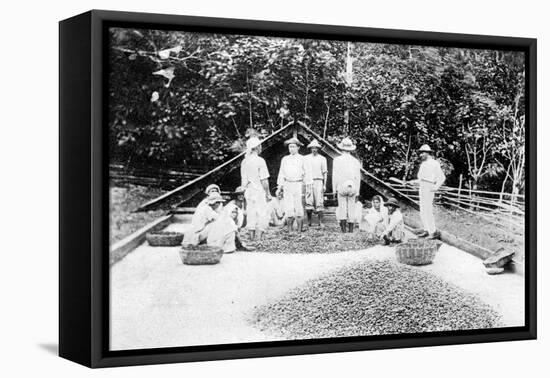 Drying Cocoa, Trinidad, C1900s-null-Framed Stretched Canvas