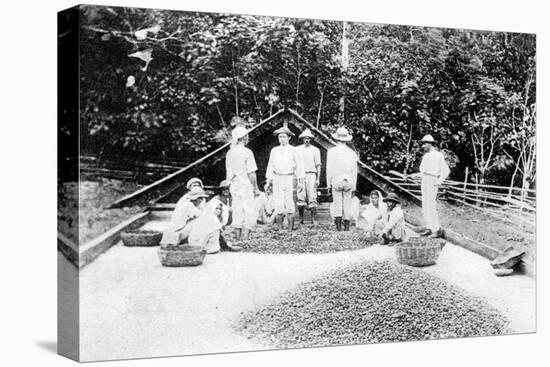 Drying Cocoa, Trinidad, C1900s-null-Stretched Canvas