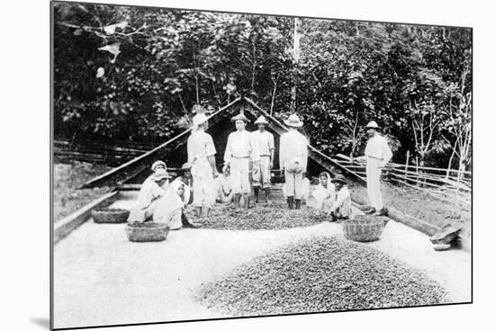 Drying Cocoa, Trinidad, C1900s-null-Mounted Giclee Print