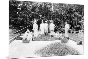 Drying Cocoa, Trinidad, C1900s-null-Mounted Giclee Print