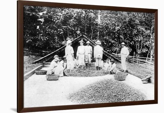 Drying Cocoa, Trinidad, C1900s-null-Framed Giclee Print