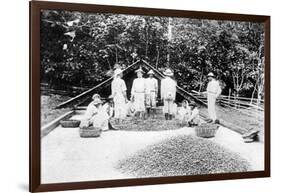 Drying Cocoa, Trinidad, C1900s-null-Framed Giclee Print