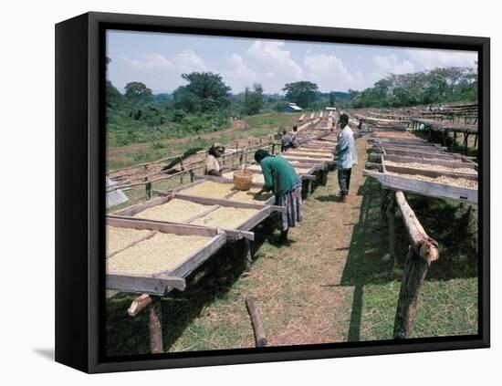 Drying Coffee, Kaffa, Ethiopia, Africa-David Beatty-Framed Stretched Canvas