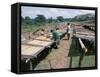 Drying Coffee, Kaffa, Ethiopia, Africa-David Beatty-Framed Stretched Canvas