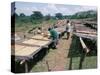 Drying Coffee, Kaffa, Ethiopia, Africa-David Beatty-Stretched Canvas