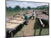 Drying Coffee, Kaffa, Ethiopia, Africa-David Beatty-Mounted Photographic Print