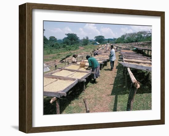 Drying Coffee, Kaffa, Ethiopia, Africa-David Beatty-Framed Photographic Print