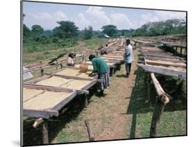 Drying Coffee, Kaffa, Ethiopia, Africa-David Beatty-Mounted Photographic Print