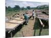 Drying Coffee, Kaffa, Ethiopia, Africa-David Beatty-Mounted Photographic Print