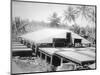 Drying Copra, Solomon Island, Fiji, 1905-null-Mounted Giclee Print