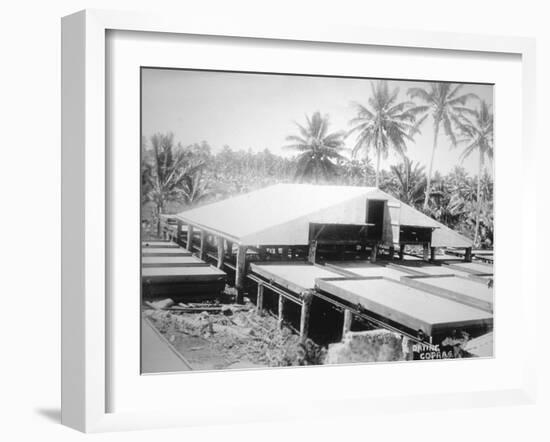 Drying Copra, Solomon Island, Fiji, 1905-null-Framed Giclee Print